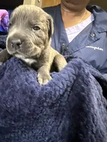     Blue Cane Corso Male – Phantom x Isis, a male Cane Corso for sale in Huntsville, AL – 9 of 16