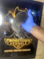     Blue Cane Corso Puppy – Phantom x Isis, a male Cane Corso for sale in Huntsville, AL – Photo 3 of 3