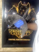     Blue Cane Corso Puppy – Phantom x Isis, a male Cane Corso for sale in Huntsville, AL – Photo 2 of 3