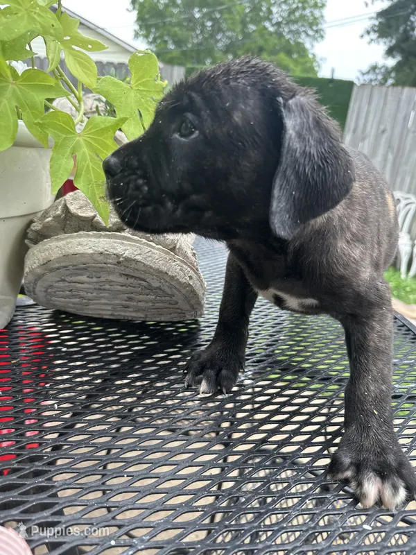     Brindle Cane Corso Puppy with White Chest Patch – Cane Corso puppy for sale in Huntsville, AL