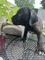     Brindle Cane Corso Puppy with White Chest Patch, a female Cane Corso for sale in Huntsville, AL – 1 of 10