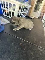     Gray Brindle Cane Corso Female – Phantom x Isis, a female Cane Corso for sale in Huntsville, AL – 2 of 6
