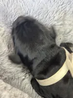 White collar, a male Cane Corso for sale in Huntsville, AL – Photo 2 of 10