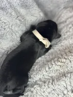 White collar, a male Cane Corso for sale in Huntsville, AL – Photo 9 of 10