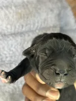 White collar, a male Cane Corso for sale in Huntsville, AL – Photo 5 of 10