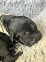 White collar, a male Cane Corso for sale in Huntsville, AL – Photo 1 of 10