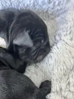 White collar, a male Cane Corso for sale in Huntsville, AL – Photo 4 of 10