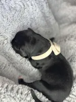 White collar, a male Cane Corso for sale in Huntsville, AL – Photo 3 of 10