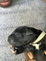 White collar, a male Cane Corso for sale in Huntsville, AL – Photo 6 of 10