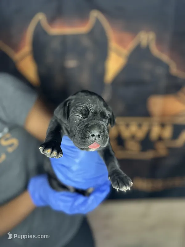 White collar – Cane Corso puppy for sale in Huntsville, AL