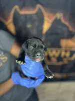 White collar, a male Cane Corso for sale in Huntsville, AL – 1 of 3