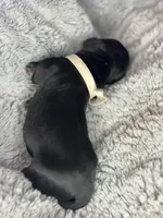 White collar, a male Cane Corso for sale in Huntsville, AL – Photo 7 of 10