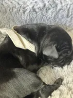 White collar, a male Cane Corso for sale in Huntsville, AL – Photo 8 of 10