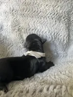 White collar, a male Cane Corso for sale in Huntsville, AL – Photo 10 of 10