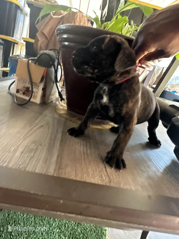     Black Brindle Cane Corso female – Phantom x Isis – Cane Corso puppy for sale in Huntsville, AL