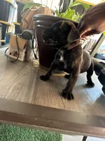     Black Brindle Cane Corso female – Phantom x Isis, a female Cane Corso for sale in Huntsville, AL – 1 of 10