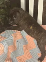     Brindle Cane Corso Puppy with White Chest Patch, a female Cane Corso for sale in Huntsville, AL – 10 of 10