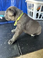     Blue Cane Corso Puppy – Phantom x Isis, a male Cane Corso for sale in Huntsville, AL – 3 of 4
