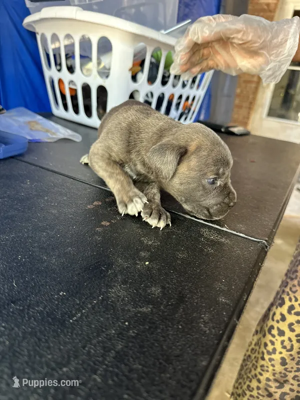     Gray Brindle Cane Corso Female – Phantom x Isis – Cane Corso puppy for sale in Huntsville, AL