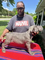     Blue Cane Corso Male – Phantom x Isis, a male Cane Corso for sale in Huntsville, AL – 7 of 16