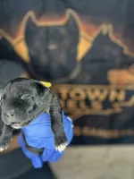     Black Cane Corso Female – Phantom x Isis, a female Cane Corso for sale in Huntsville, AL – 8 of 10