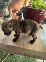     Black Brindle Cane Corso female – Phantom x Isis, a female Cane Corso for sale in Huntsville, AL – 3 of 10