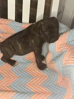     Brindle Female Cane Corso Puppy – ICCF Registered, a female Cane Corso for sale in Huntsville, AL – 5 of 5