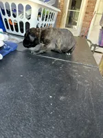     Black Brindle Cane Corso female – Phantom x Isis, a female Cane Corso for sale in Huntsville, AL – 5 of 10