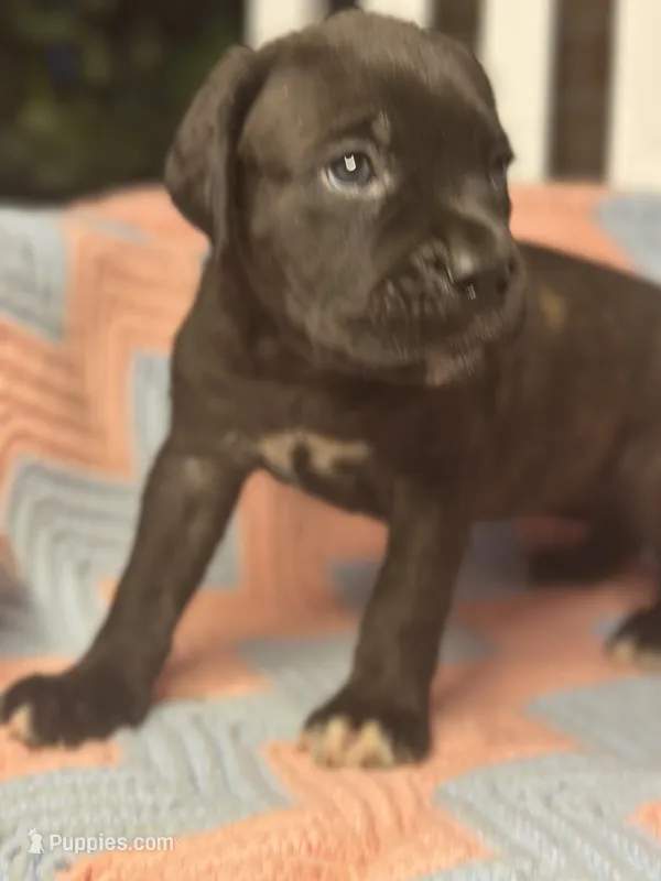     Brindle Cane Corso Puppy with White Chest Patch, a female Cane Corso for sale in Huntsville, AL – 1 of 10