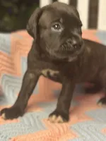     Brindle Cane Corso Puppy with White Chest Patch, a female Cane Corso for sale in Huntsville, AL – 1 of 10