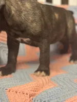     Brindle Cane Corso Puppy with White Chest Patch, a female Cane Corso for sale in Huntsville, AL – 5 of 10