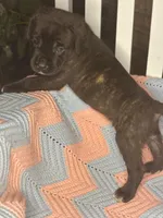     Brindle Cane Corso Puppy with White Chest Patch, a female Cane Corso for sale in Huntsville, AL – 9 of 10
