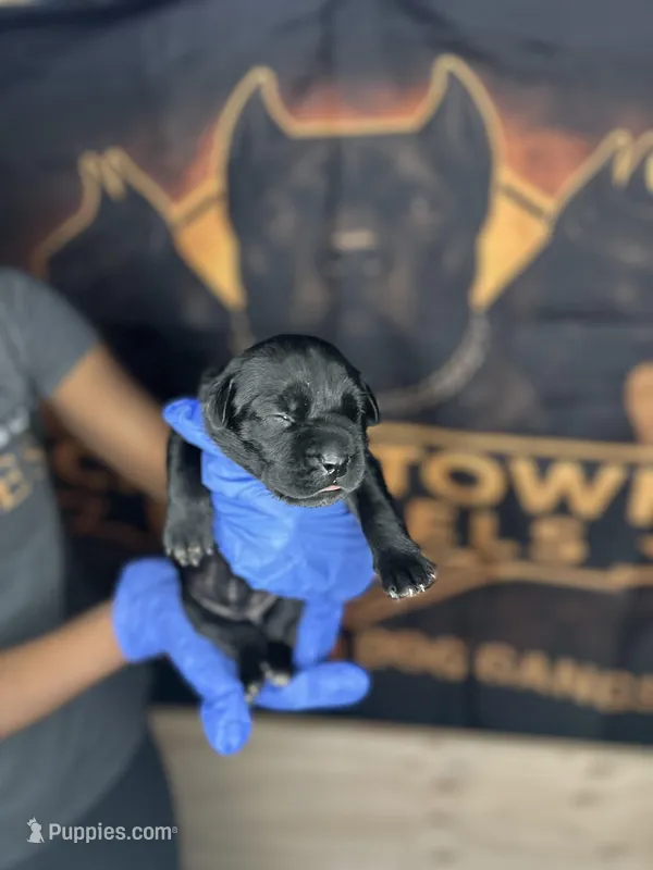     Black Cane Corso Female – Phantom x Isis – Cane Corso puppy for sale in Huntsville, AL