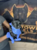     Black Cane Corso Female – Phantom x Isis, a female Cane Corso for sale in Huntsville, AL – Photo 1 of 3