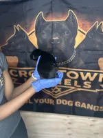     Black Cane Corso Female – Phantom x Isis, a female Cane Corso for sale in Huntsville, AL – Photo 2 of 3