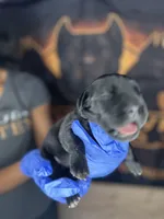     Black Cane Corso Female – Phantom x Isis, a female Cane Corso for sale in Huntsville, AL – Photo 3 of 3