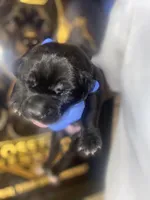     Black Cane Corso Male – Phantom x Isis, a male Cane Corso for sale in Huntsville, AL – Photo 3 of 3