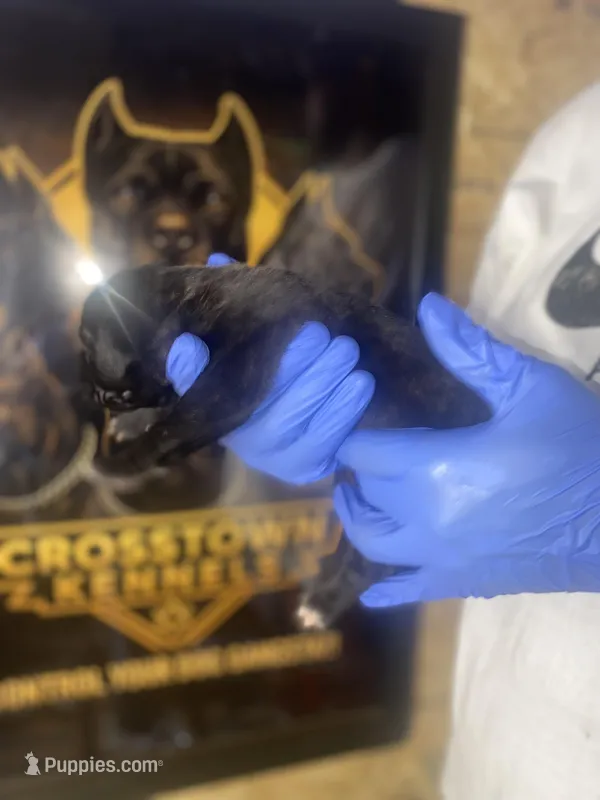     Black Cane Corso Male – Phantom x Isis – Cane Corso puppy for sale in Huntsville, AL