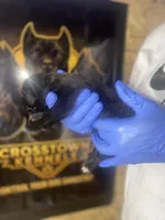     Black Cane Corso Male – Phantom x Isis, a male Cane Corso for sale in Huntsville, AL – Photo 1 of 3