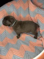     Blue Cane Corso Male – Phantom x Isis, a male Cane Corso for sale in Huntsville, AL – 10 of 16