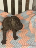     Brindle Female Cane Corso Puppy – ICCF Registered, a female Cane Corso for sale in Huntsville, AL – 4 of 5