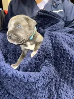     Blue Cane Corso Male – Phantom x Isis, a male Cane Corso for sale in Huntsville, AL – 15 of 16