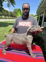     Blue Cane Corso Male – Phantom x Isis, a male Cane Corso for sale in Huntsville, AL – 6 of 16