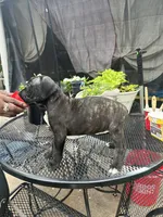     Brindle Female Cane Corso Puppy – ICCF Registered, a female Cane Corso for sale in Huntsville, AL – 2 of 8