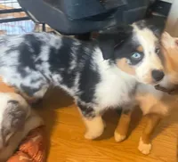 Junior, a male Australian Shepherd for sale in Wilkesboro, NC – 1 of 1
