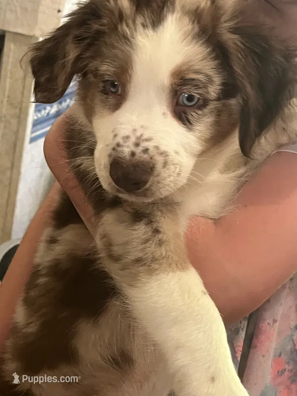 Rufus – Australian Shepherd puppy for sale in Wilkesboro, NC