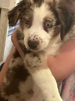 Rufus, a male Australian Shepherd for sale in Wilkesboro, NC – 1 of 1