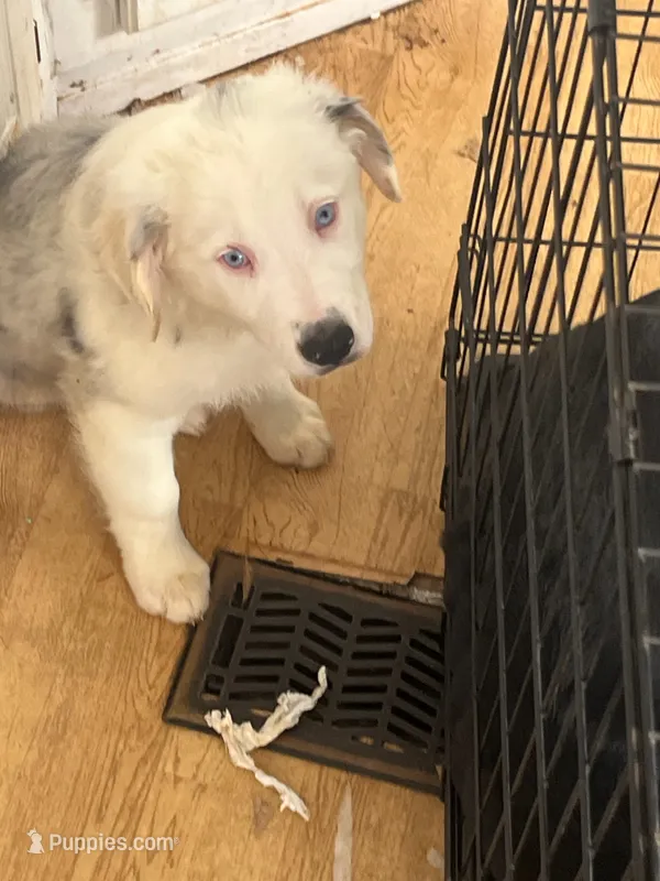 Tubbles Worth – Australian Shepherd puppy for sale in Wilkesboro, NC