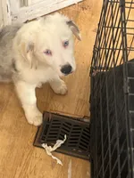 Tubbles Worth, a male Australian Shepherd for sale in Wilkesboro, NC – 1 of 3