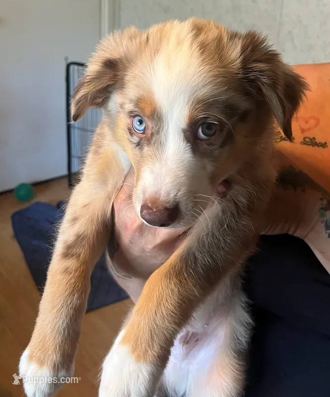 Little Man – Australian Shepherd puppy for sale in Wilkesboro, NC